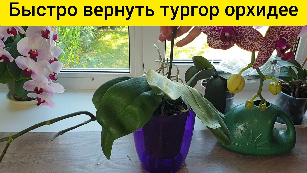 Орхидея потеряла тургор что делать. Орхидея без тургора. Как восстановить тургор листьев у орхидеи. Как восстановить тургор у орхидеи. Мокрые пяточки для орхидей.