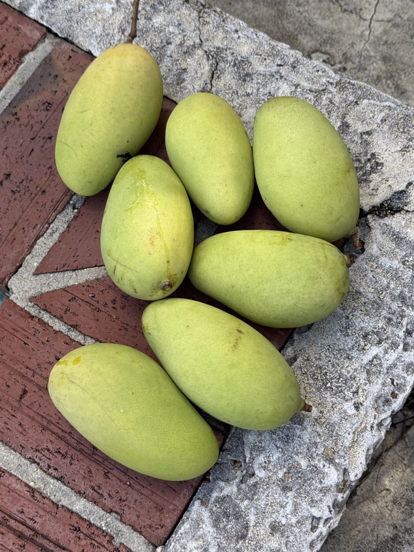 Mangoes OS 51726