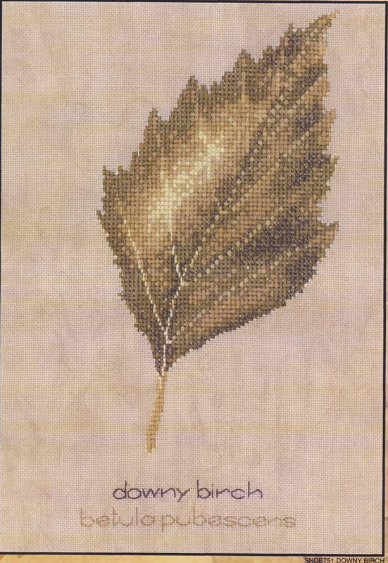 SNDB751-Downy-Birch-big