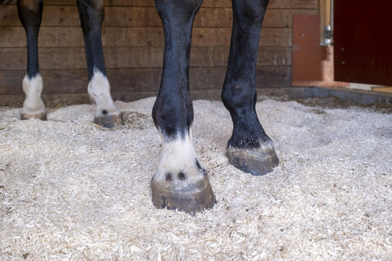 20200701 154942 einstreukatalog 2019