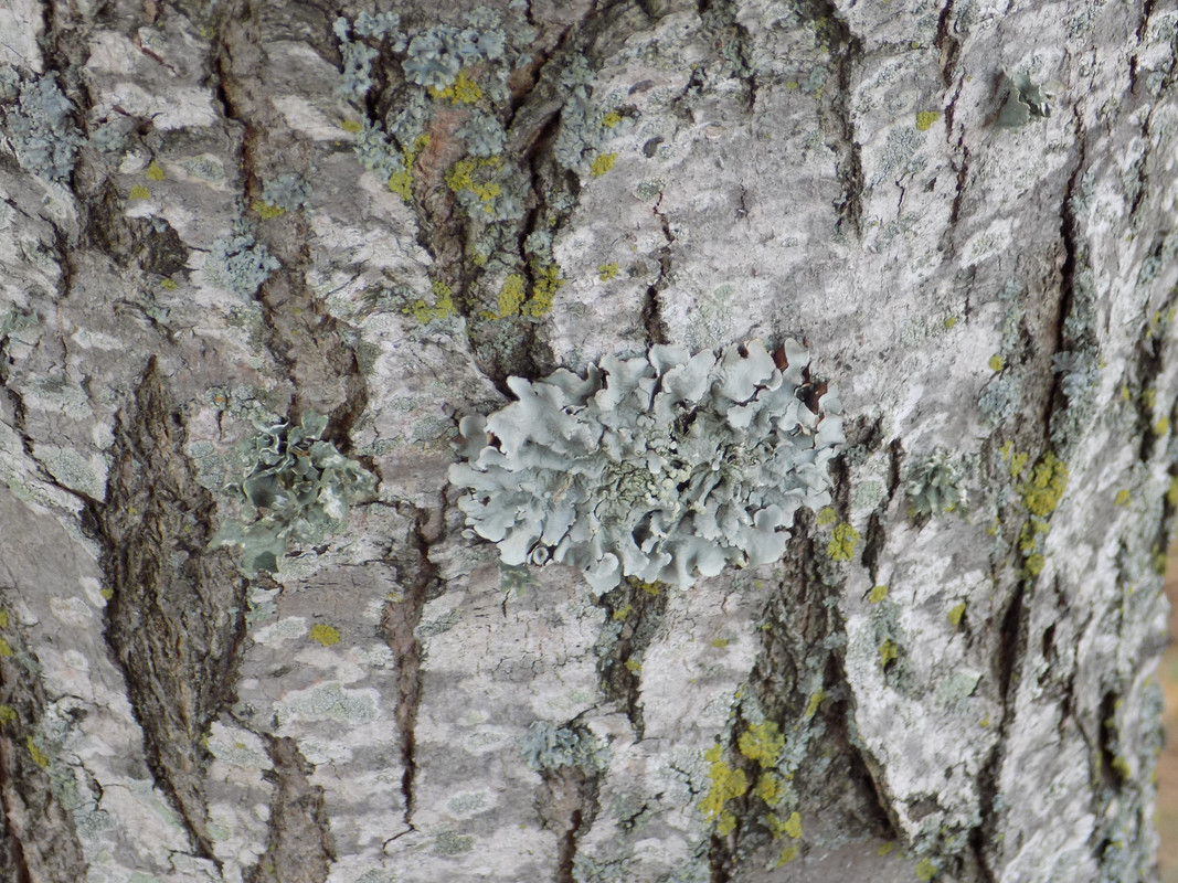 A diverse variety of different-coloured crustose and foliose lichens on a tree trunk. Featured prominently is a couple of scrunchy grey-green foliose specimens with large lobes.
