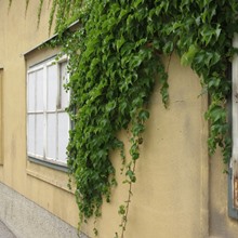 Altes Brauhaus