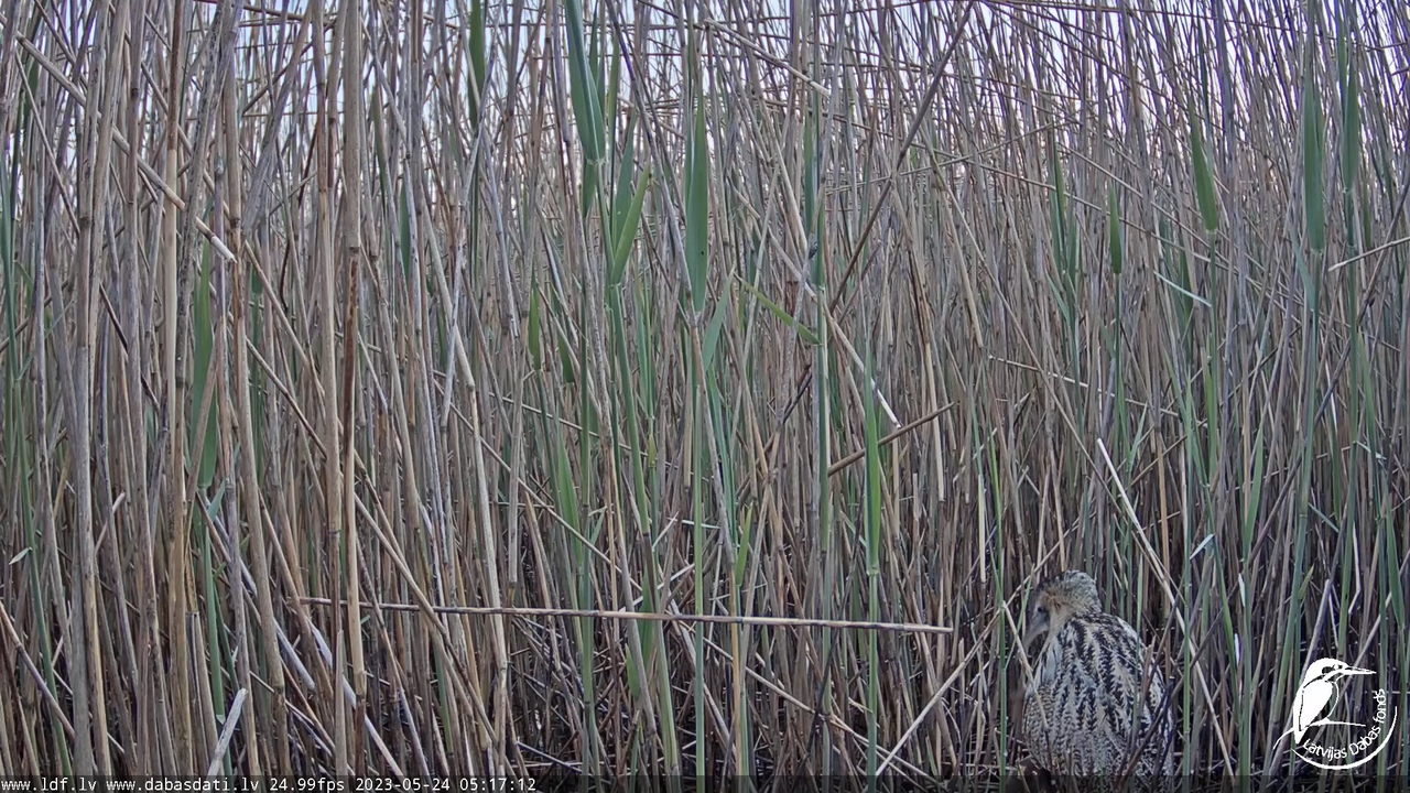 Lielais dumpis (Botaurus stellaris) Engurē - LDF tiešraide 8-39-34 screenshot