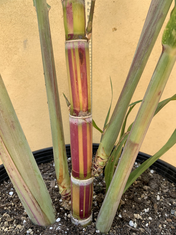 B16A319A-3D24-44E3-ADA1-64CDD1419E7E