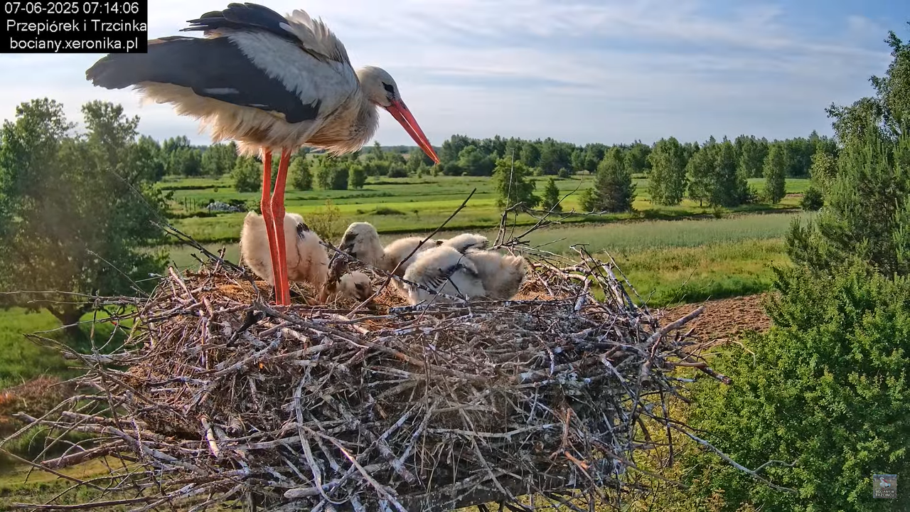 07062025bociany12