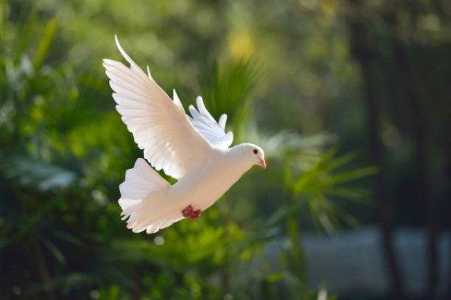 Avian-Story-6.jpg