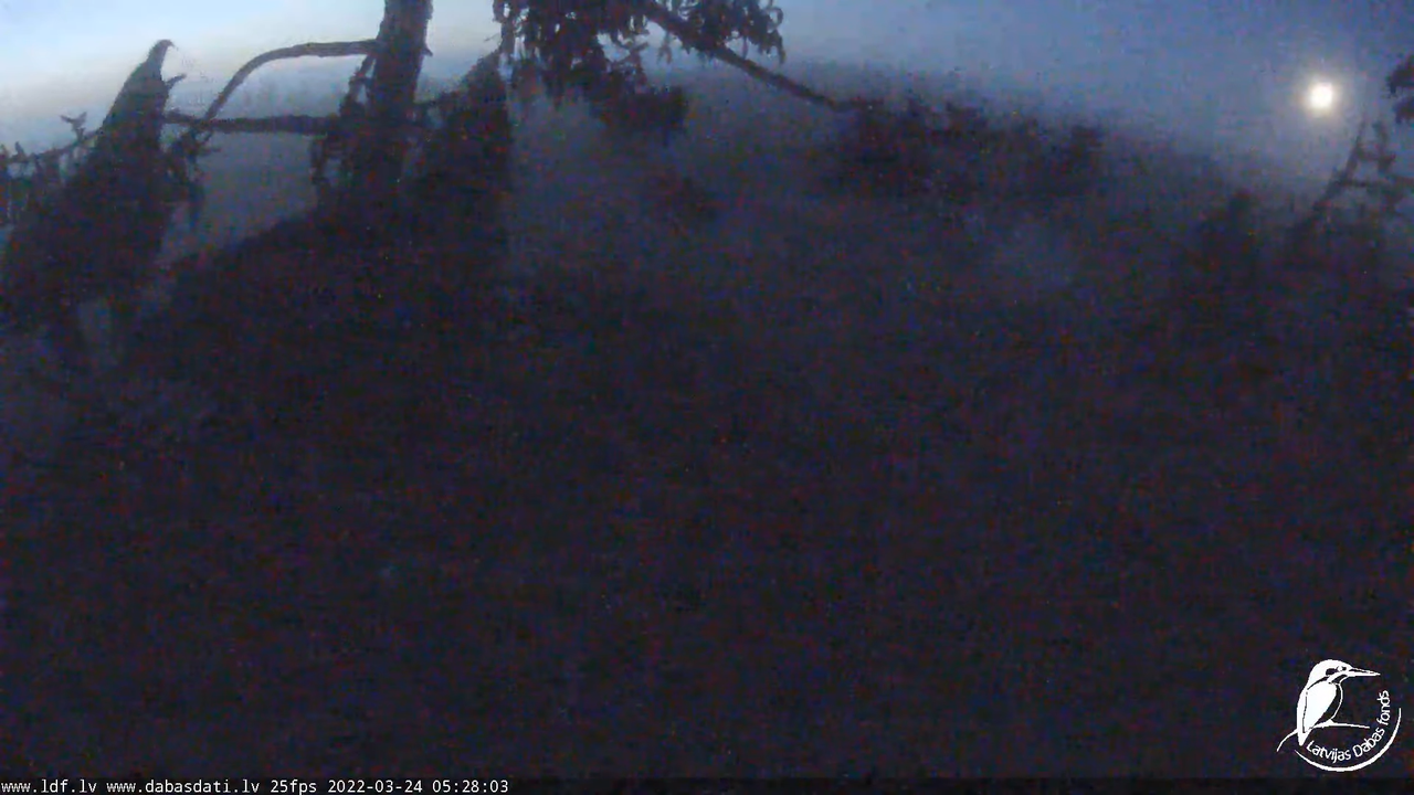 Jūras ērgļi (Haliaeetus albicilla) Durbē - LDF tiešraide __ White-tailed eagles, Durbe, Latvia 12-27