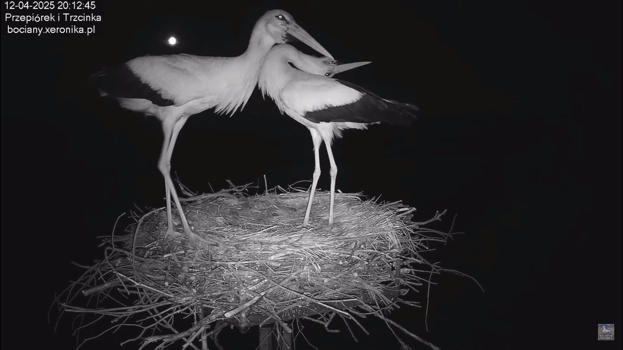 12042025intruzwgniezdzie
