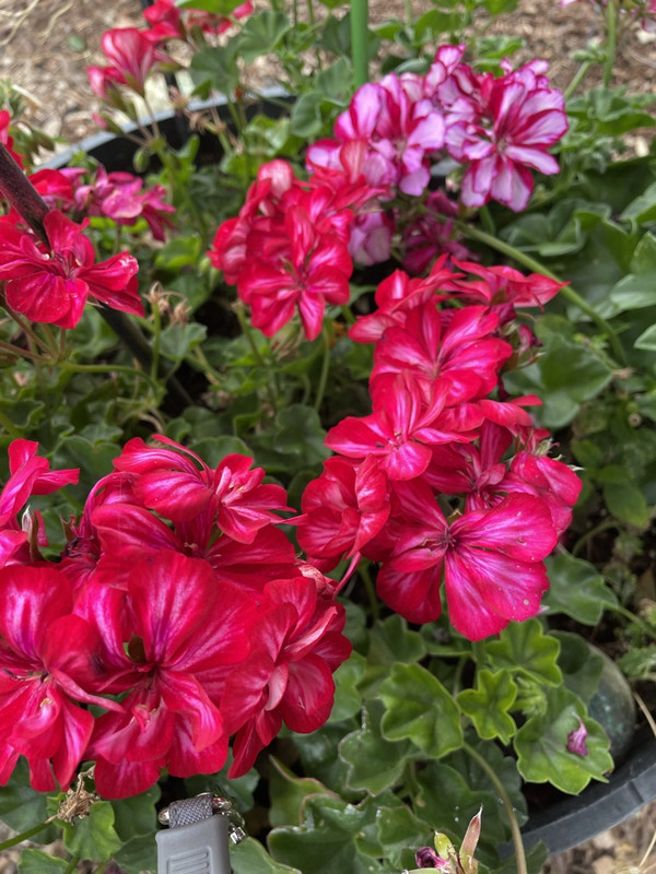 EB036042-8638-4651-9BD7-EAFF9DD25ADA_1_105_c