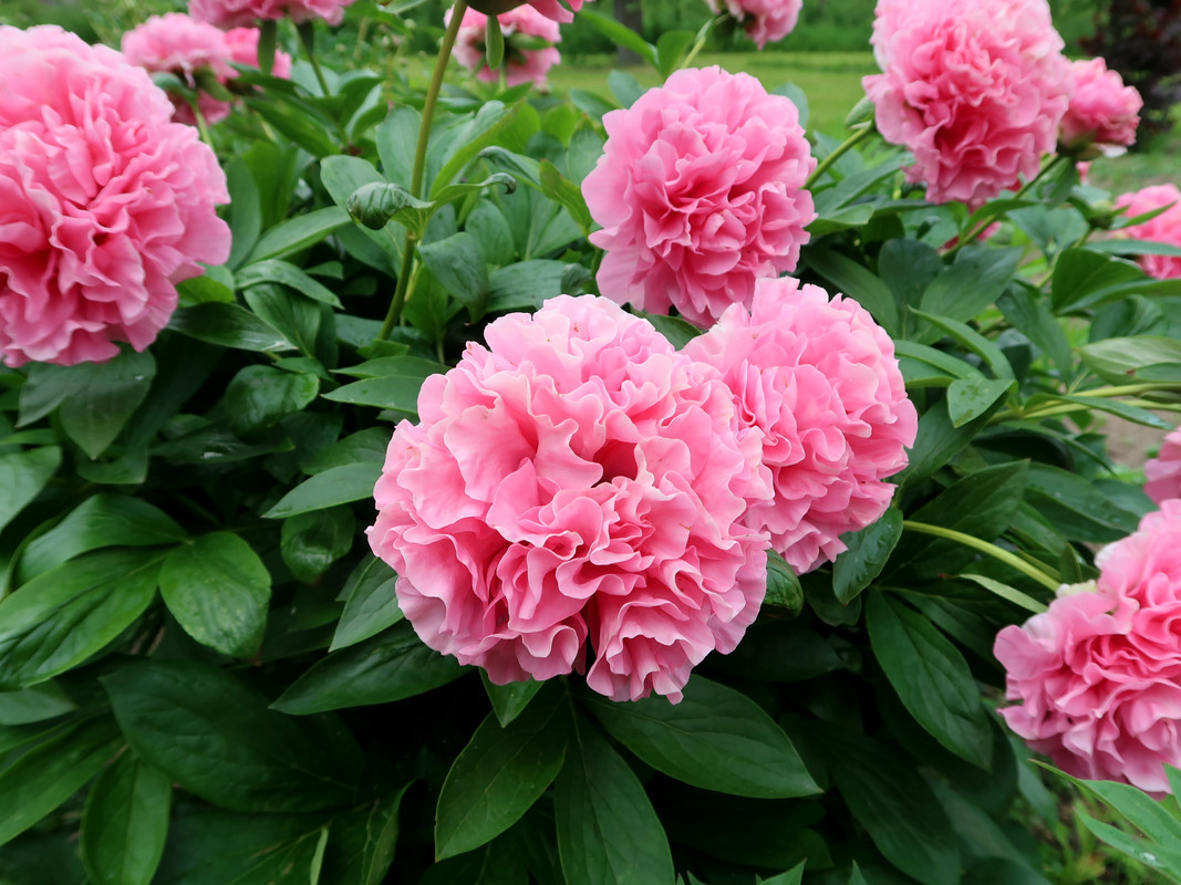 Пион Carnation Bouquet 2