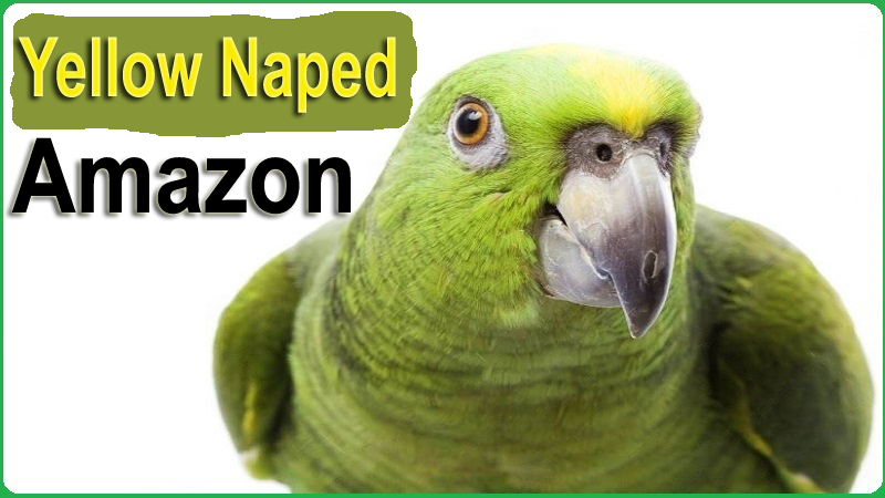 Yellow Naped Amazon
