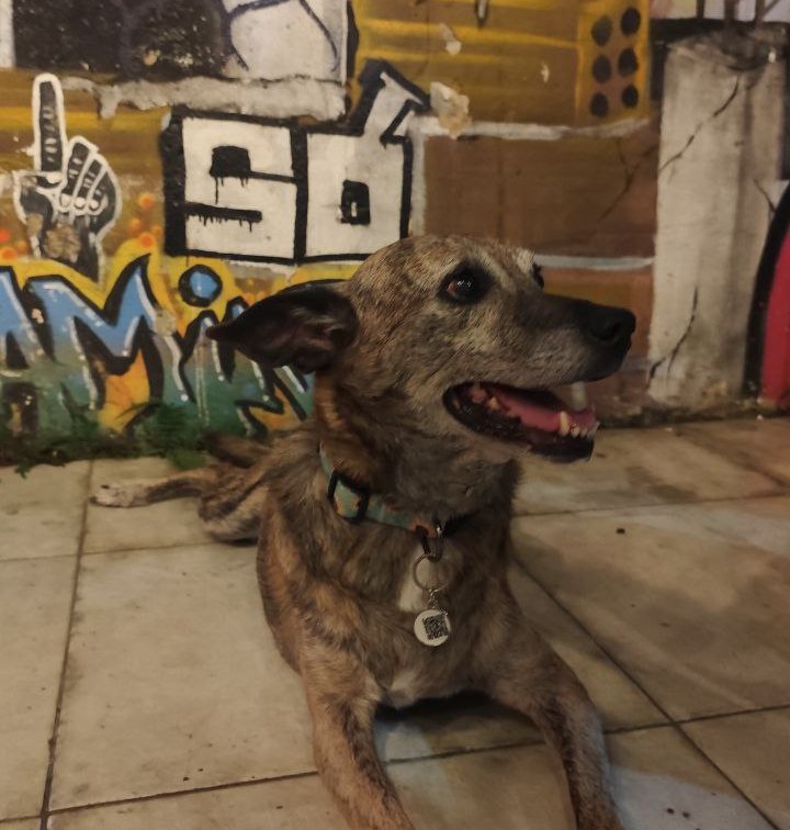 um cachorro relaxando na frente de uma parede pixada