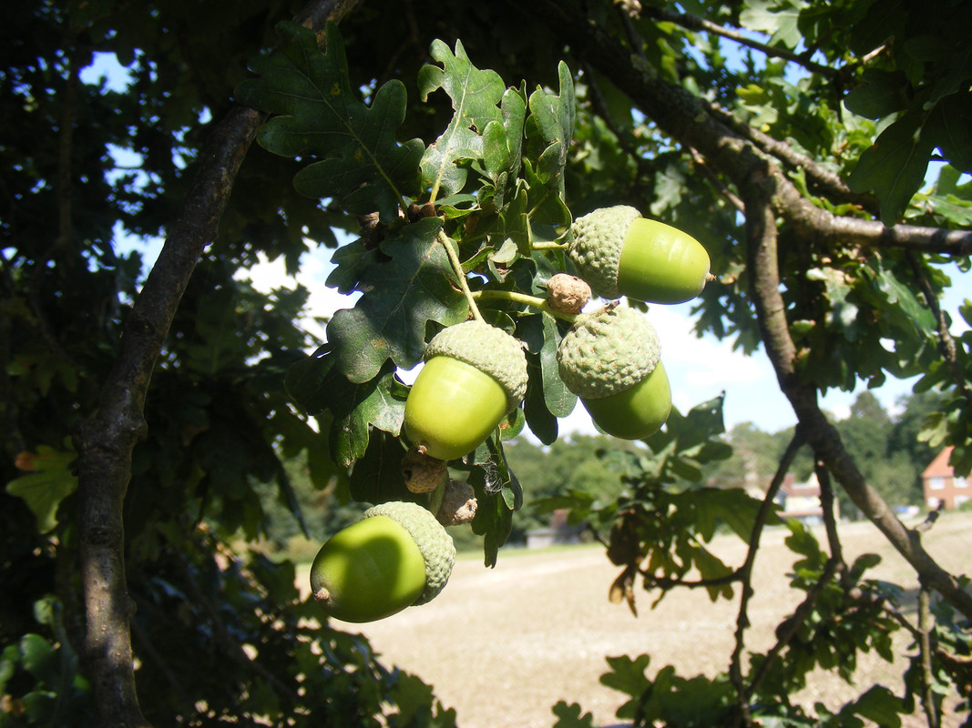 Greenuts.jpg