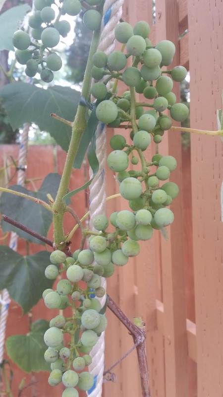 37703985_2445994702082654_6605351146502488064_o