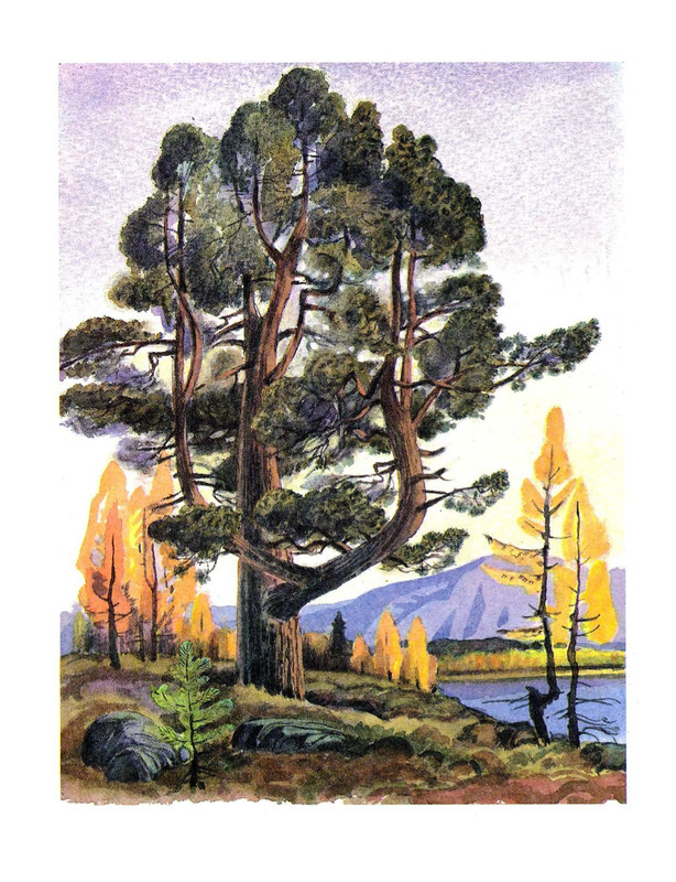 Adzhijev-Murad-Sibir-kotoruju-ja-videl-417093-06