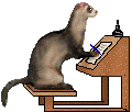 Ferret writing at desk