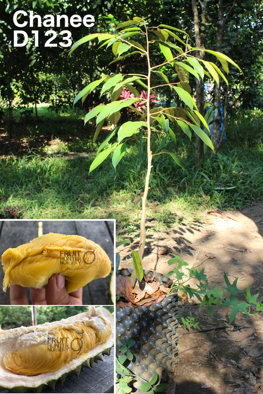 chanee auction small