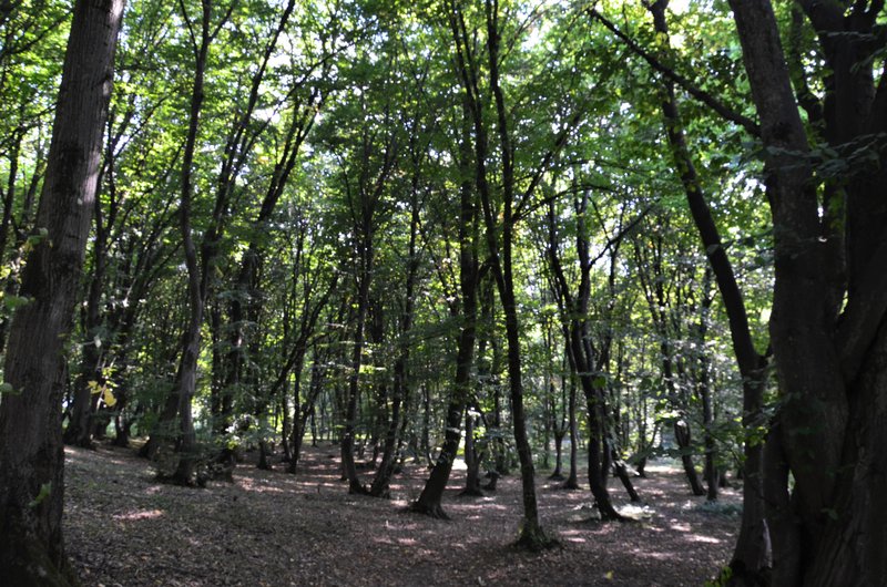 Salina Turda y Cluj Napoca-6-8-2015 - Rumanía y sus pueblos-2015 (43)