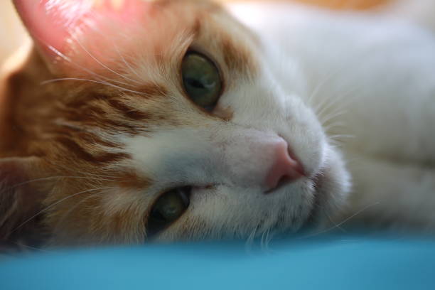 gabapentin cat sleeping with eyes open