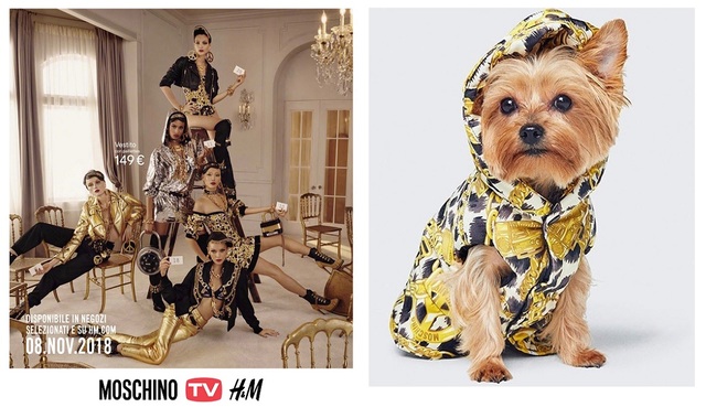 moschino h&m dog