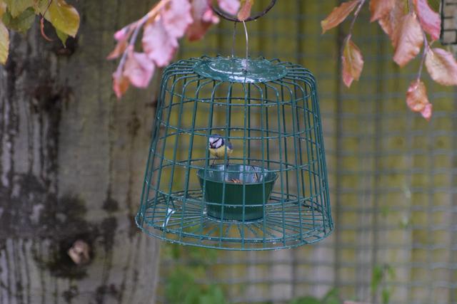 Blue tit on new mealworm feeder