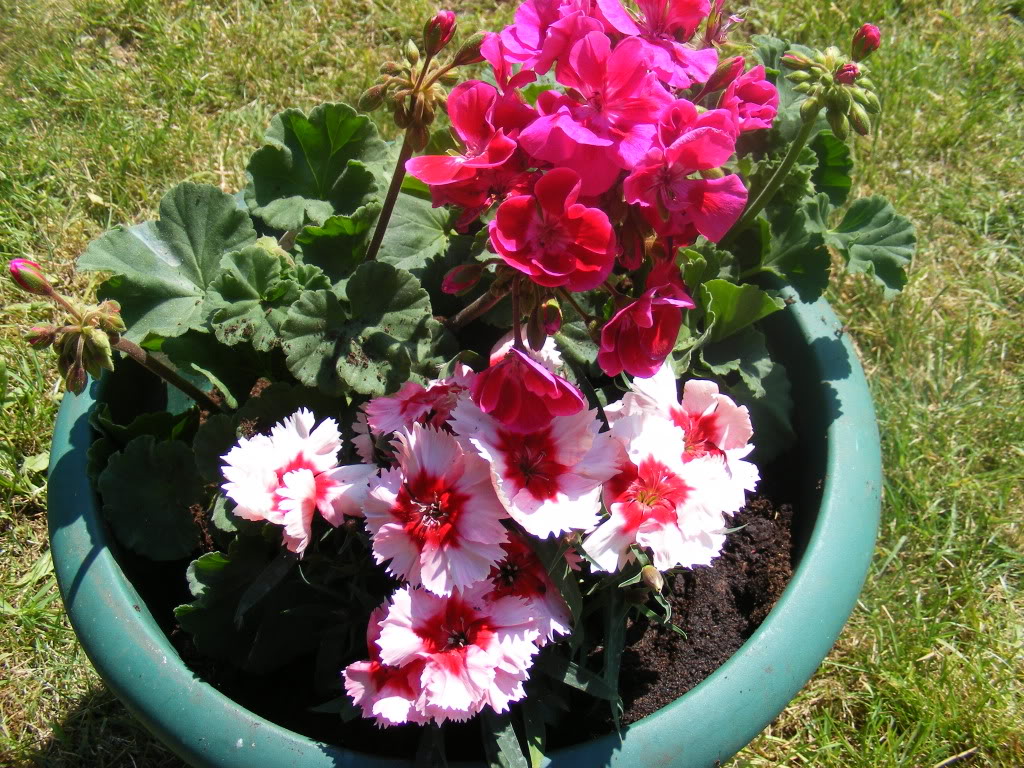 DSCF0210-jpg-original.jpg