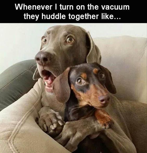 Dog Humor #3