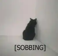 crying cat