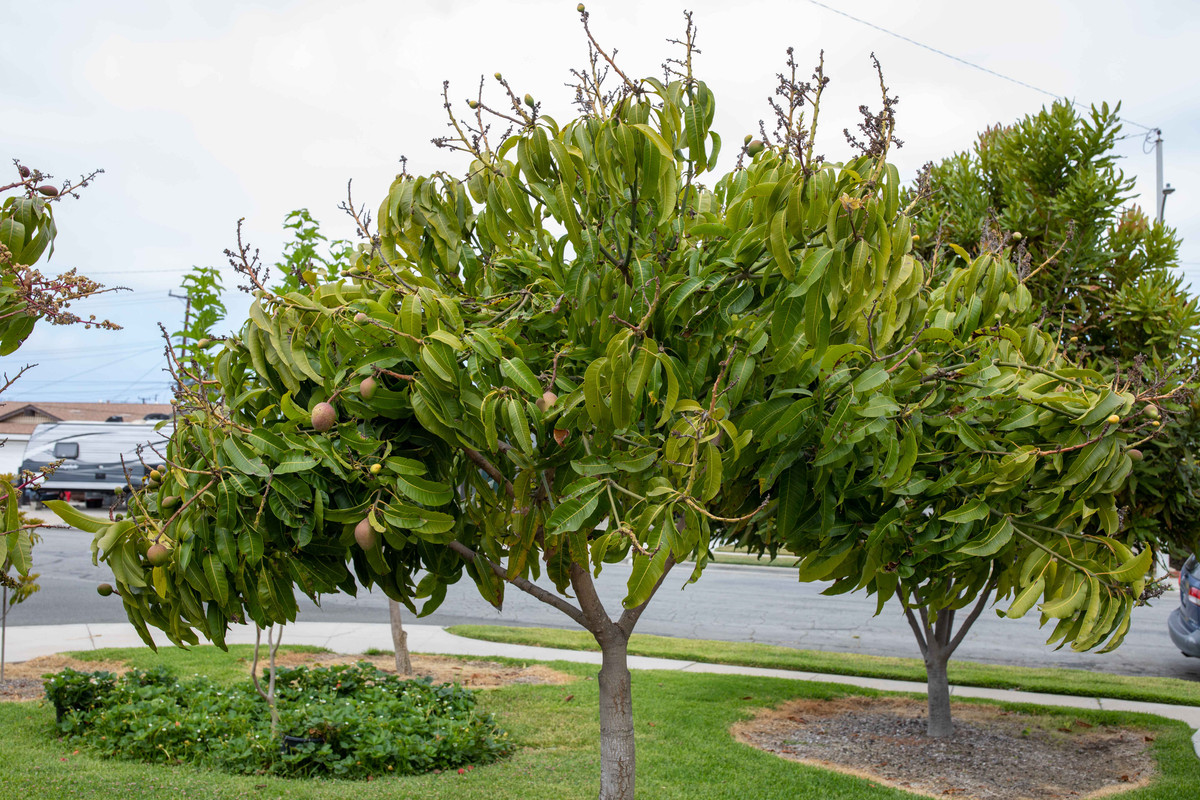 8U1A0834  Sweet Tart Mango Tree - Top Half with Fruit (6-22-2021)