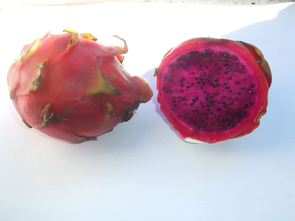 hylocereus-polyrhizus.jpg