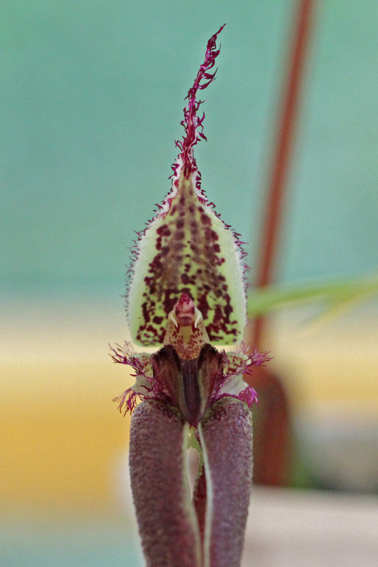 Bulbophyllum fascinator (Rolfe) Rolfe-006