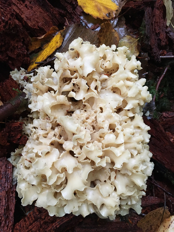 BD9F2090-1D67-4184-80A2-CD7209893B9F