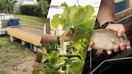 Build your own aquaponics system with Andrew