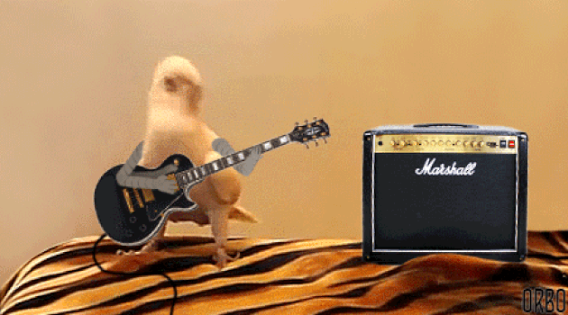 bird-guitar.gif