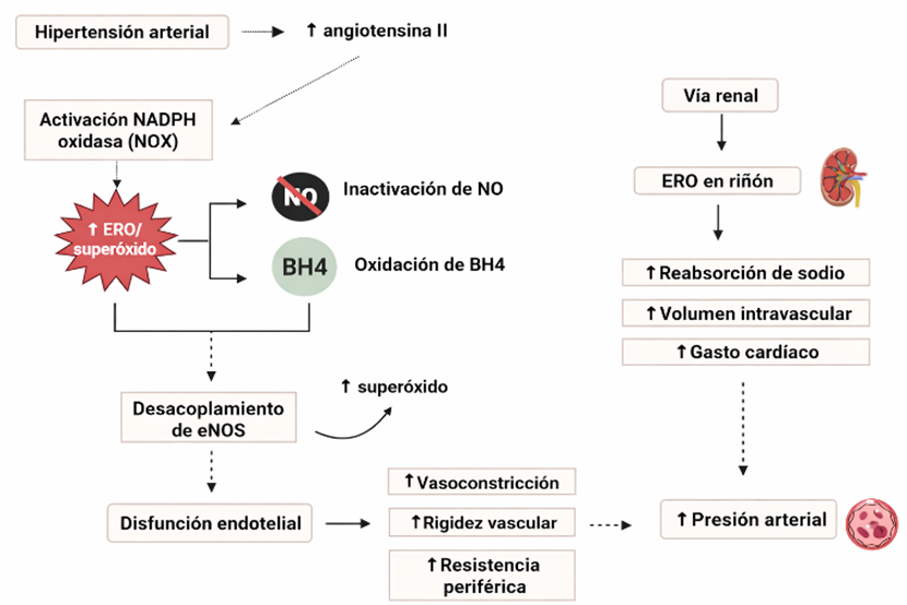 Figura 1: Mecanismos ERO–NO en hipertensión arterial
