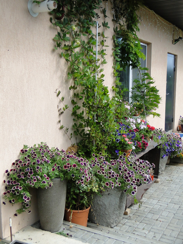 DSC09338