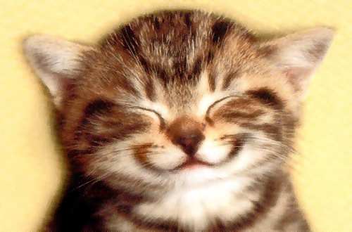 chat sourire1