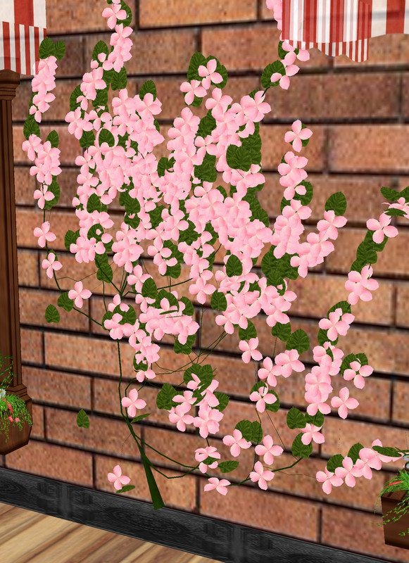 Pink-Wall-Ivy