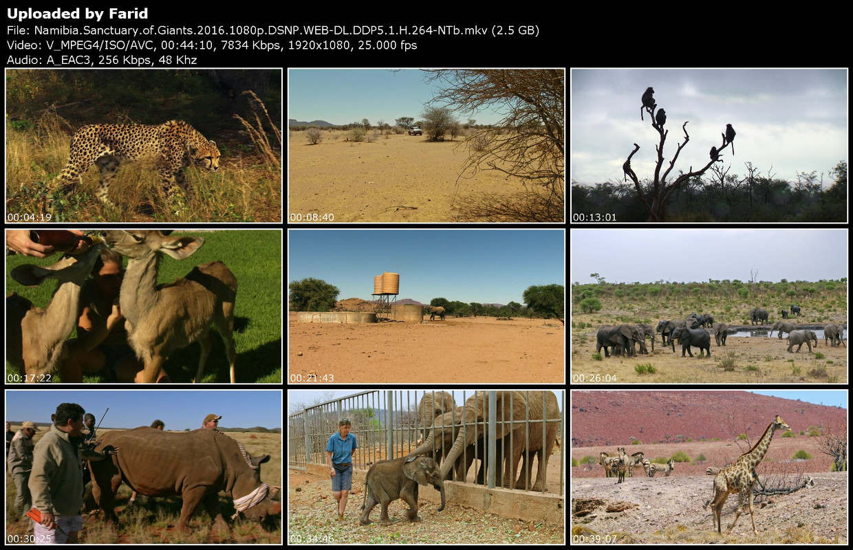 Namibia-Sanctuary-of-Giants-2016-1080p-DSNP-WEB-DL-DDP5-1-H-264-NTb.jpg
