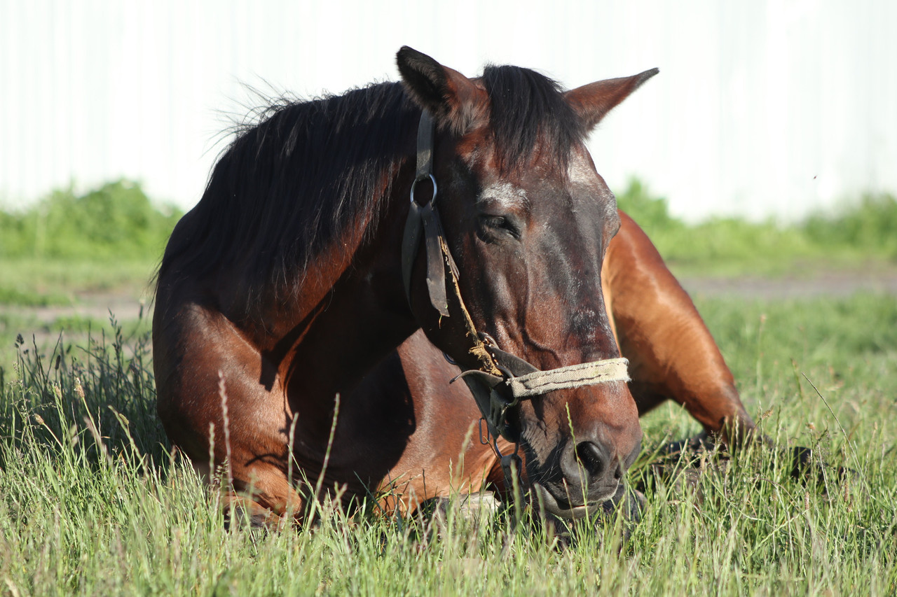 Comment le cheval exprime-t-il ses douleurs ostéo-musculaires ? Reconnaissance des signes cliniques et rôle de l’ostéopathie animale