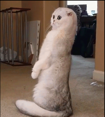 Funny-Cat-GIF-Standing-meer-CAT-with-fold-ears-senses-danger.gif