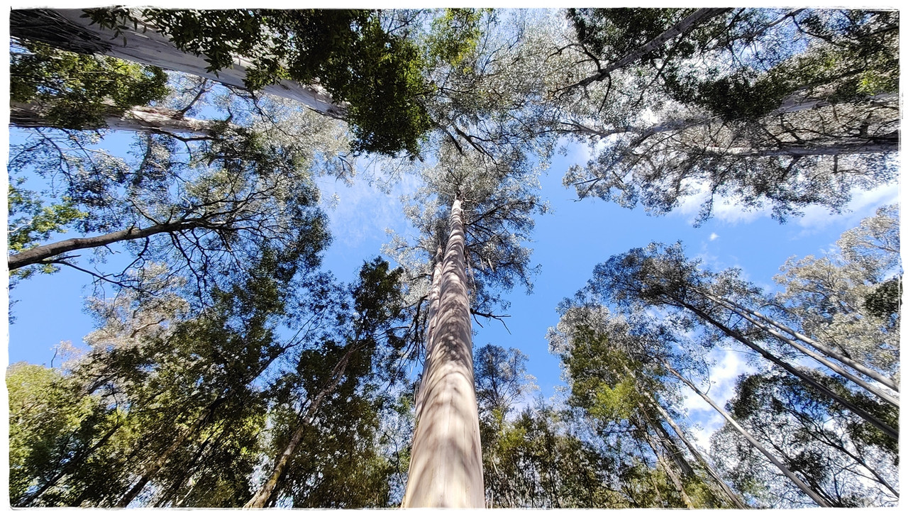 Mount Field National Park - Australia (II): Recorriendo Tasmania (9)