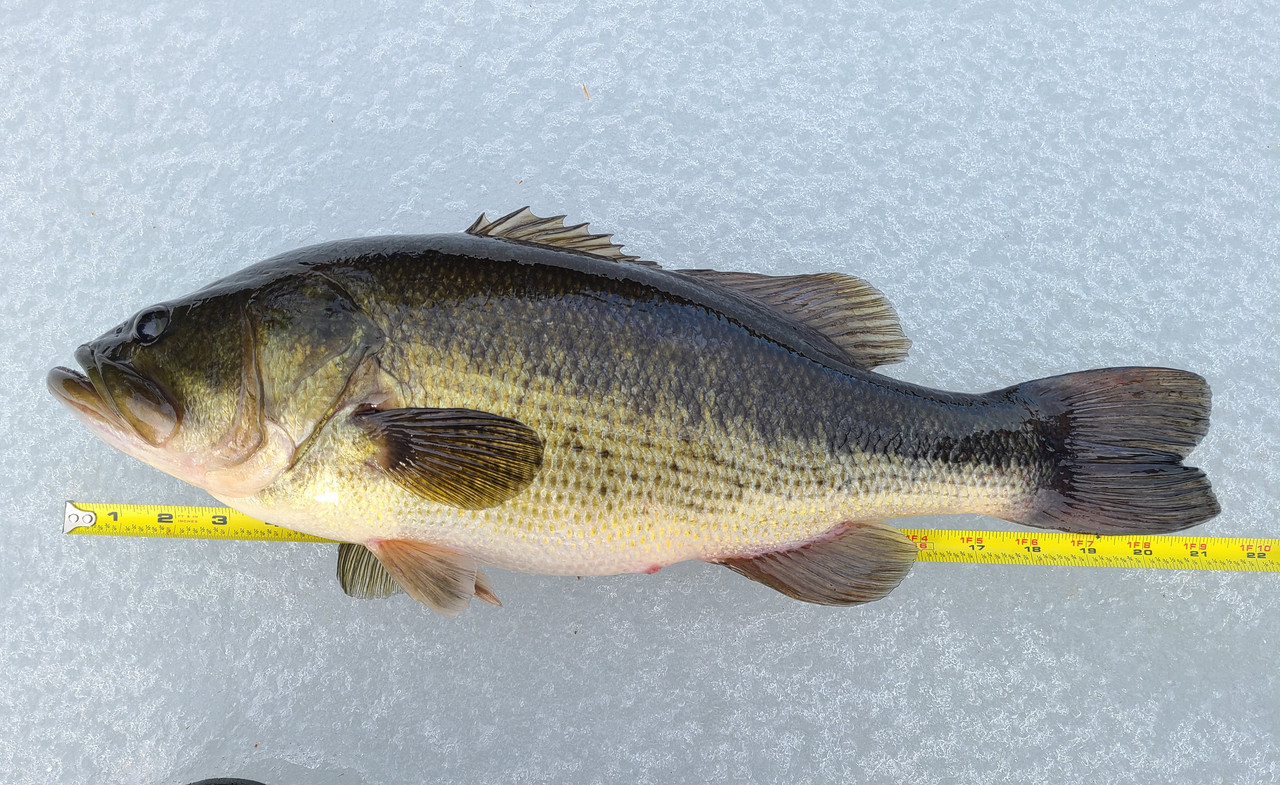 5.8bass