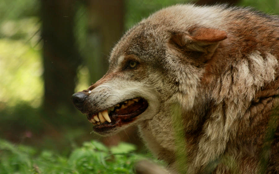 nup-12-wolf-2-by-dark-wolfs-stock-d8397fz-fullview.jpg