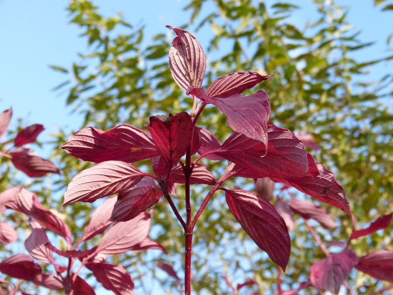 2014-11-02 Herbstärber 2 - C. sibirica alba