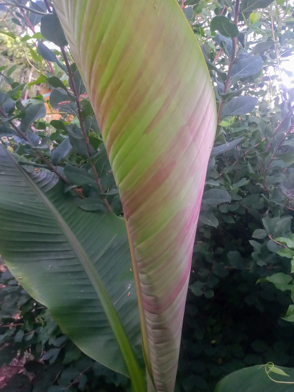 IMG-20210630-202835672-2