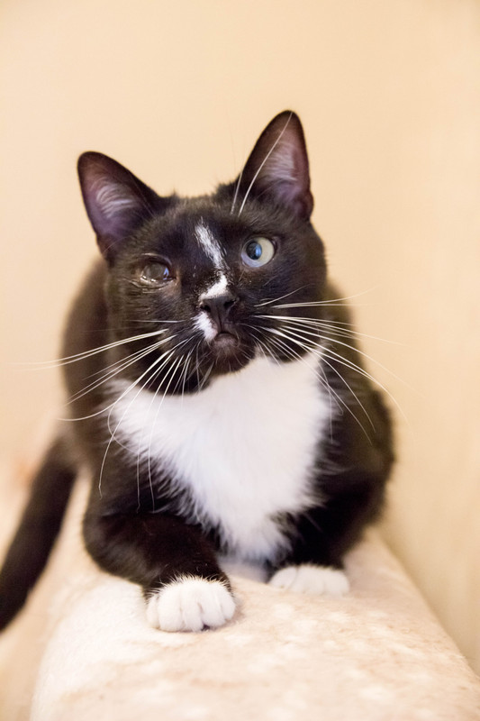 черная с белым-1-7