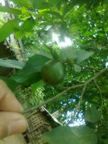 tamal (3)