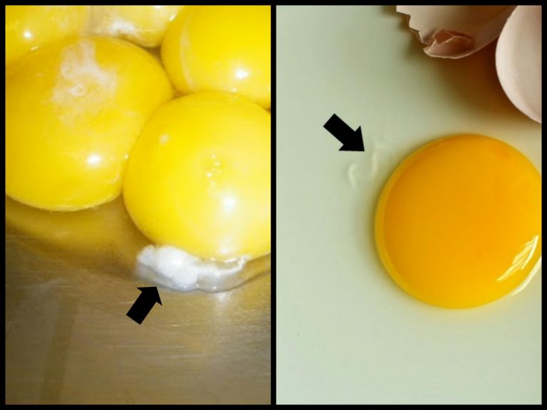 lendir telur