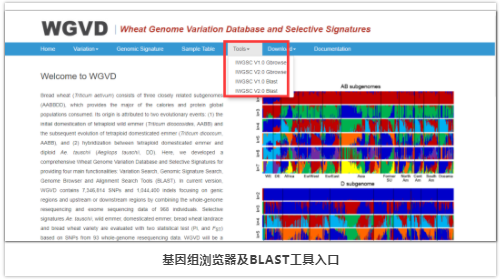 小麦基因组变异与选择信号数据库-5.png